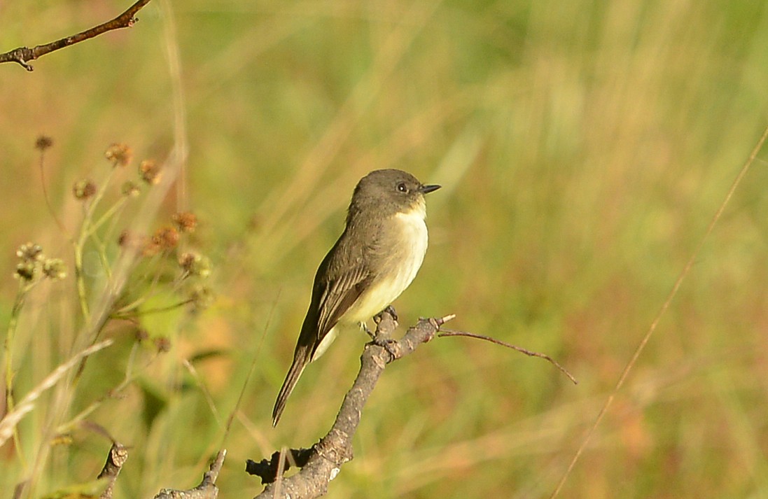 Eastern Phoebe - ML609607701