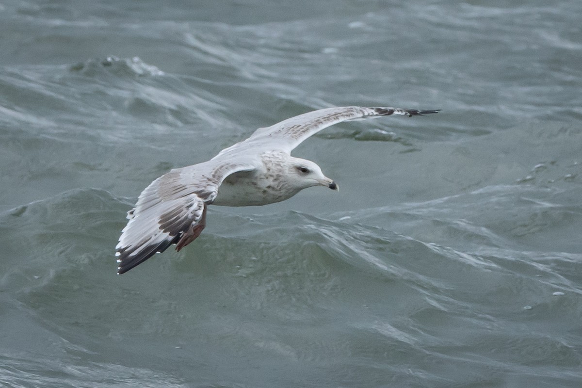Herring Gull (European) - ML609607704