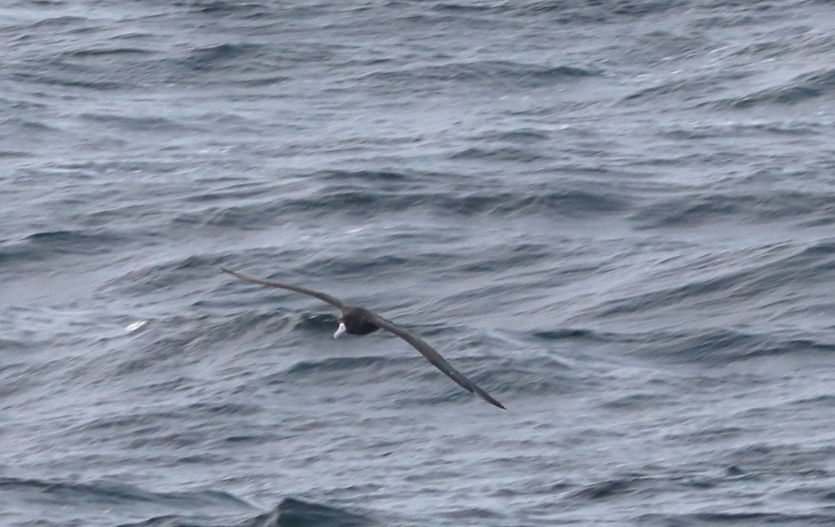 Albatros à queue courte - ML609607738