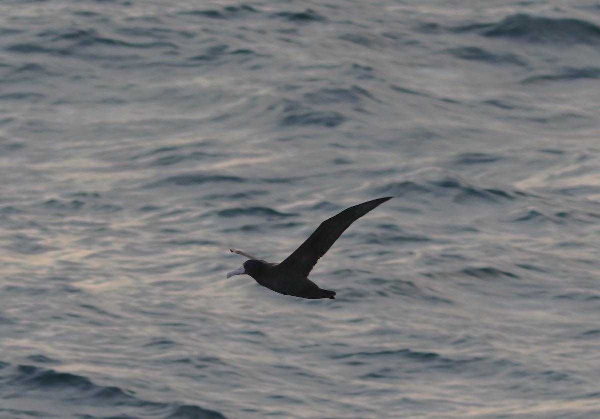 Short-tailed Albatross - ML609607739