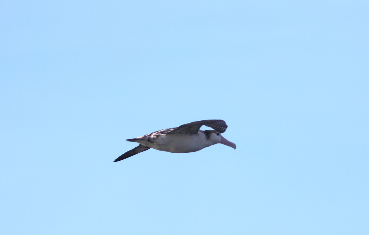 Short-tailed Albatross - ML609607740