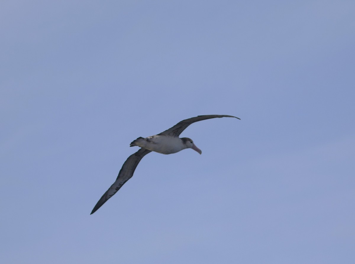 Short-tailed Albatross - ML609607741