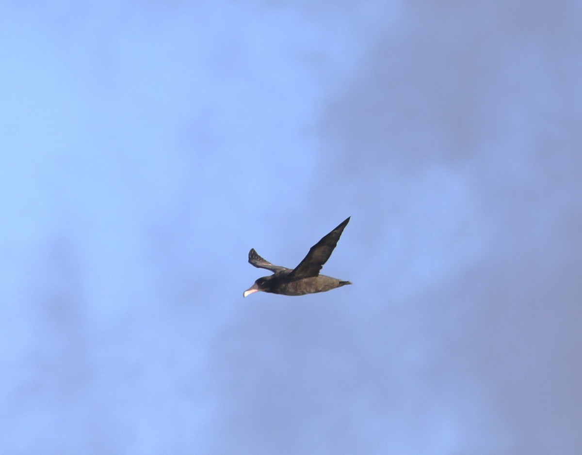 Short-tailed Albatross - ML609607772