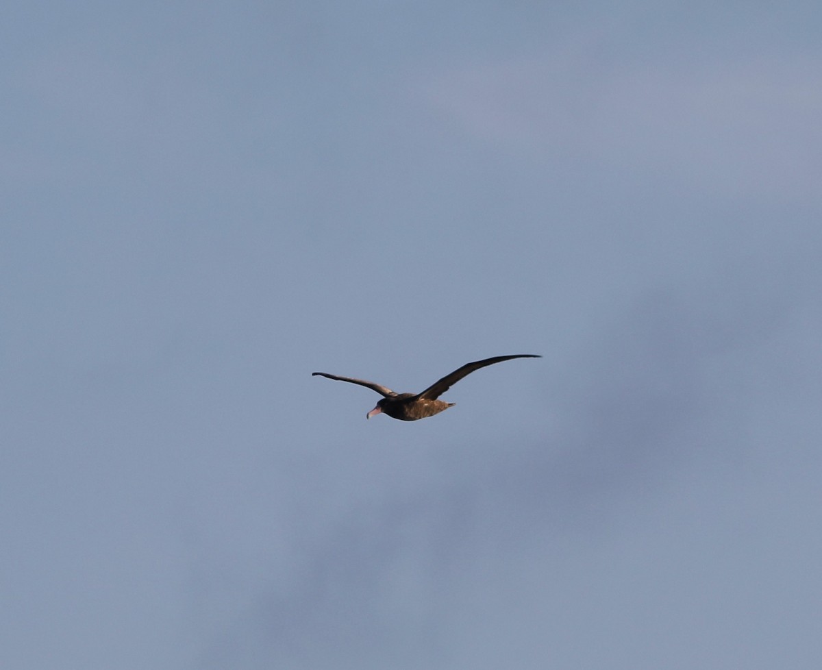 Short-tailed Albatross - ML609607787