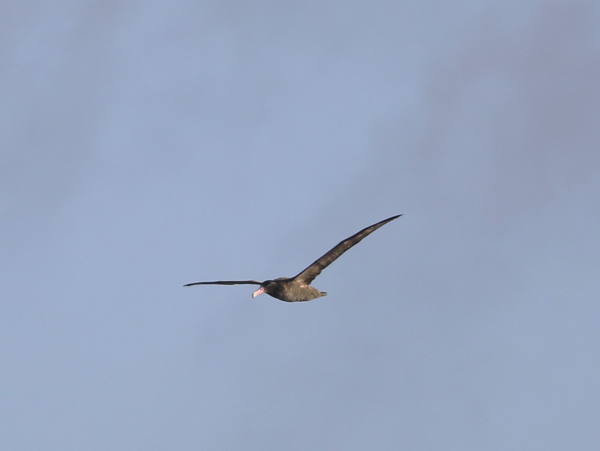 Short-tailed Albatross - ML609607788