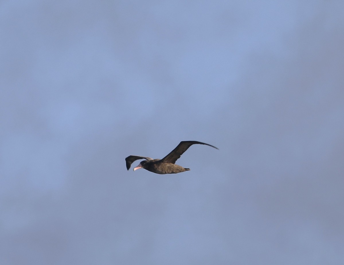 Short-tailed Albatross - ML609607789