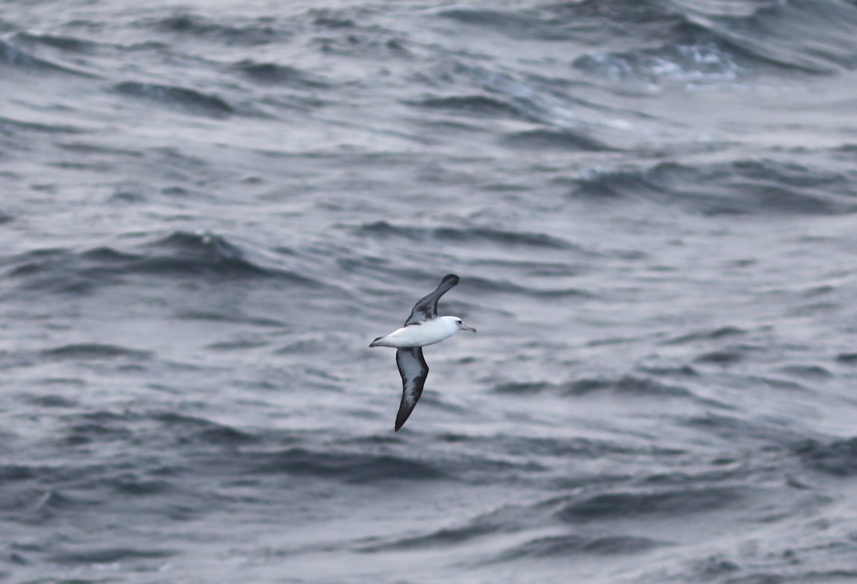 Laysan Albatross - ML609607893