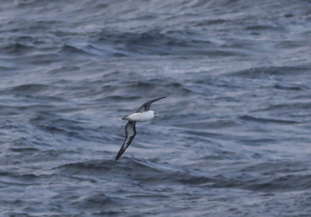 Laysan Albatross - ML609607897