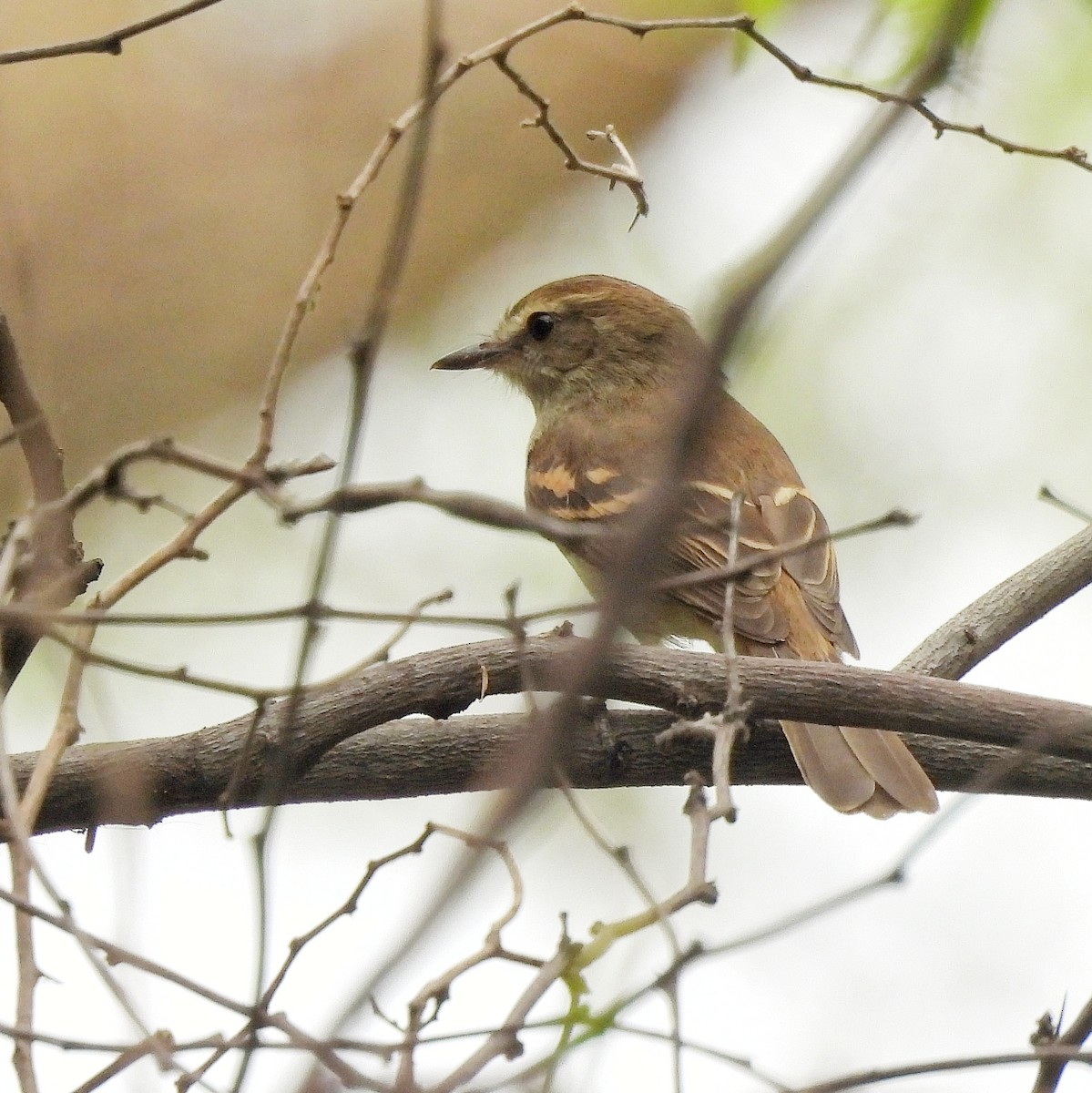 Fuscous Flycatcher - Pablo Bruni