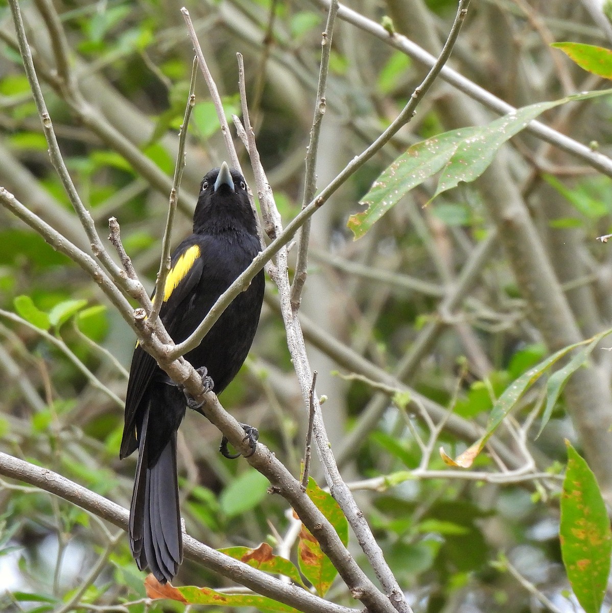 Golden-winged Cacique - ML609607947