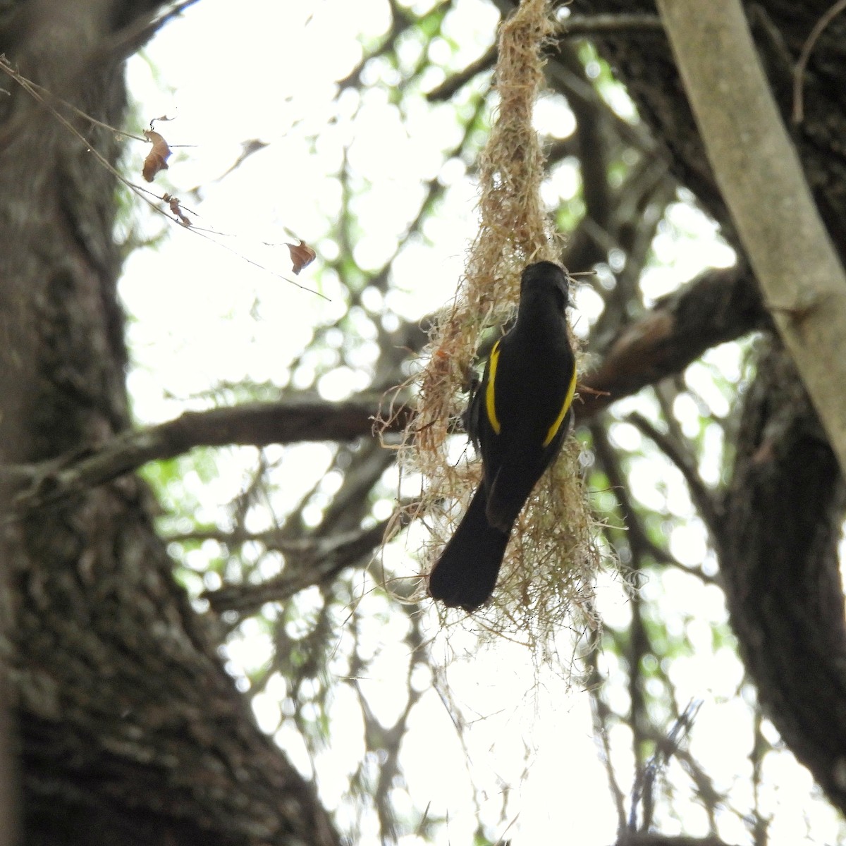 Golden-winged Cacique - ML609607949