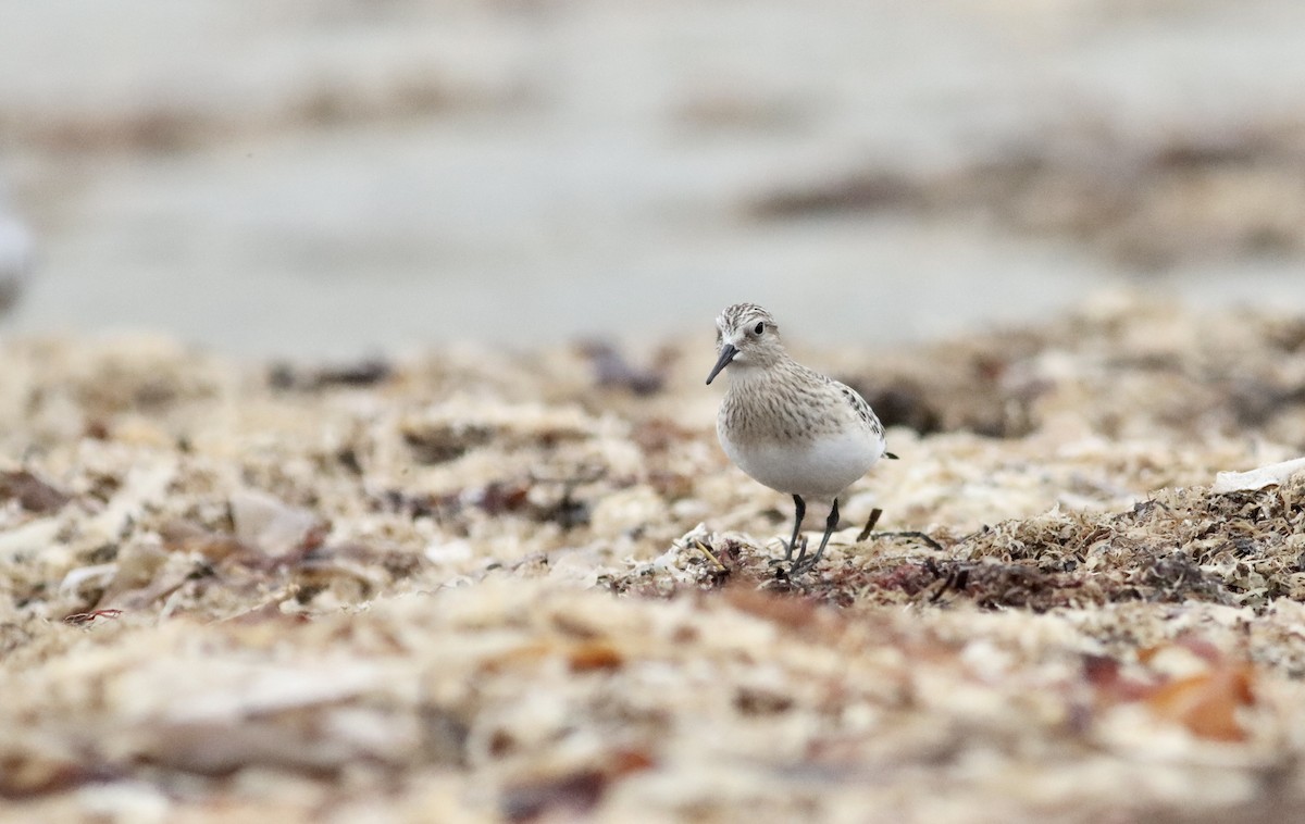 Baird's Sandpiper - ML609608039