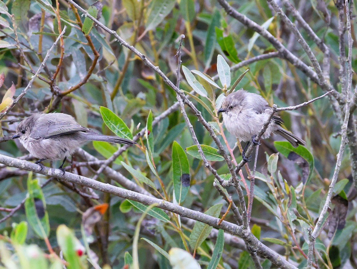 Bushtit - ML609608100