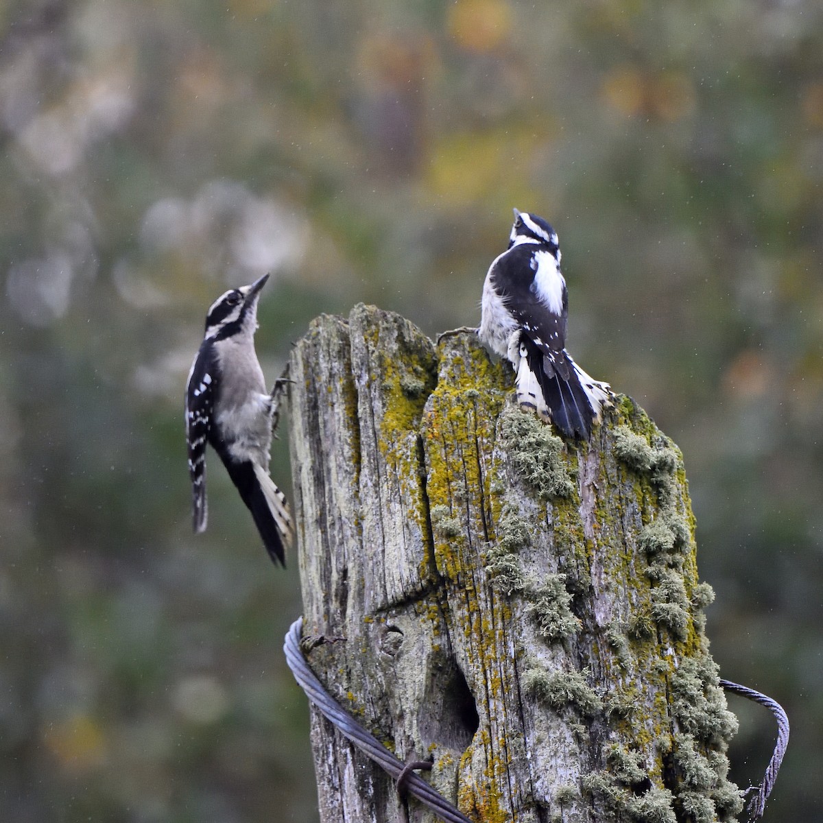 Downy Woodpecker - ML609608131