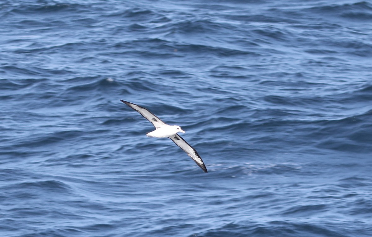Laysan Albatross - ML609608153