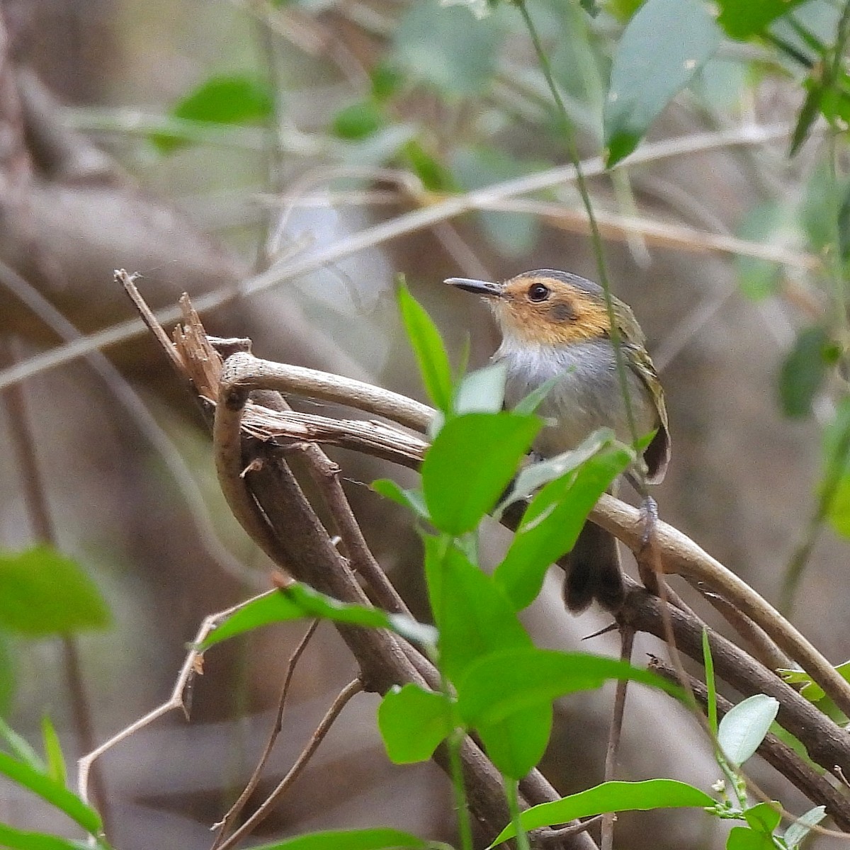 Ochre-faced Tody-Flycatcher - ML609608177