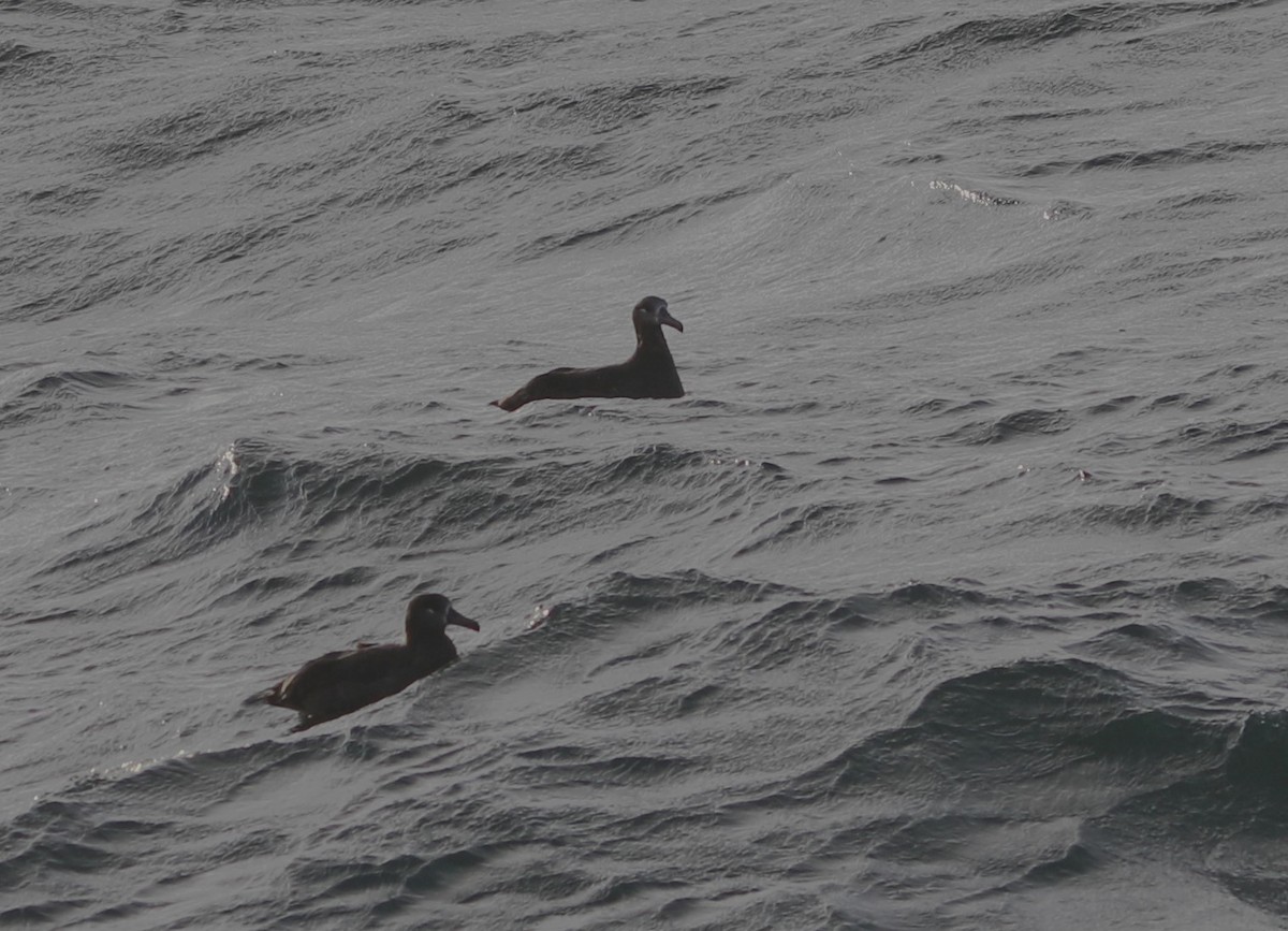 Black-footed Albatross - ML609608181