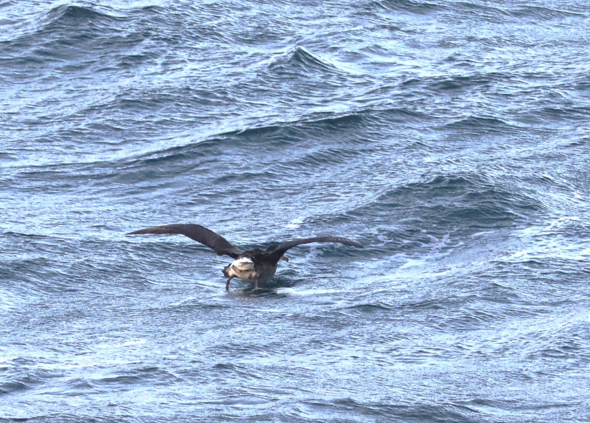 Albatros à pieds noirs - ML609608182