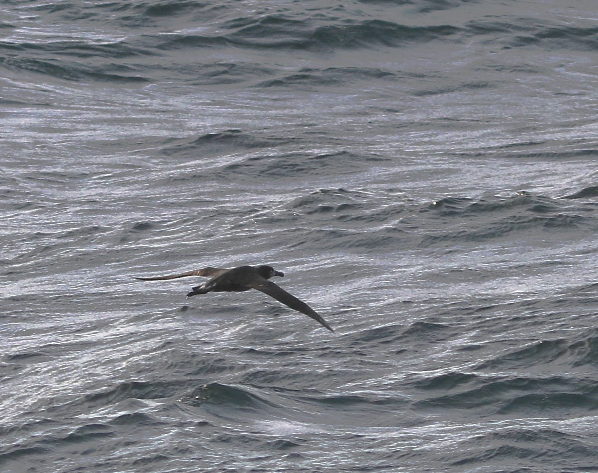 Albatros à pieds noirs - ML609608183