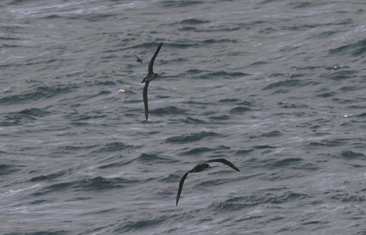 Albatros à pieds noirs - ML609608184