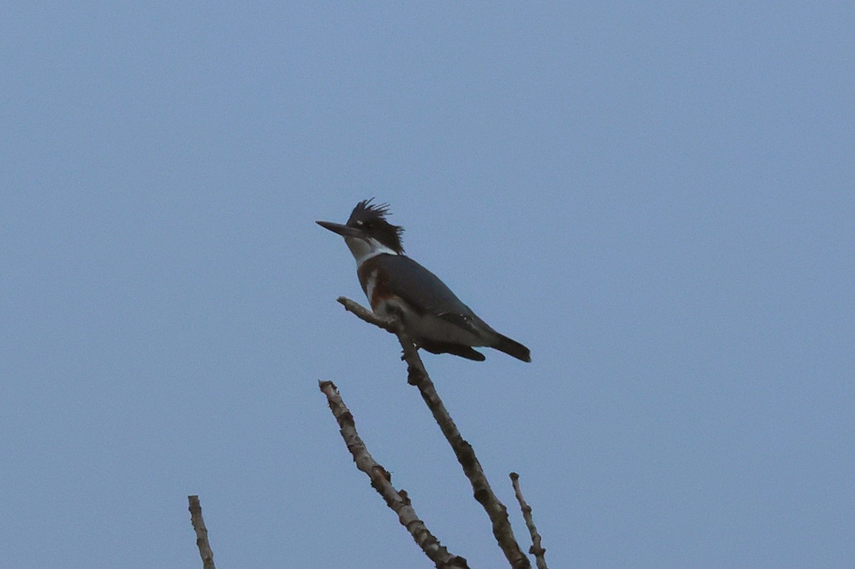 Belted Kingfisher - Paul Prappas