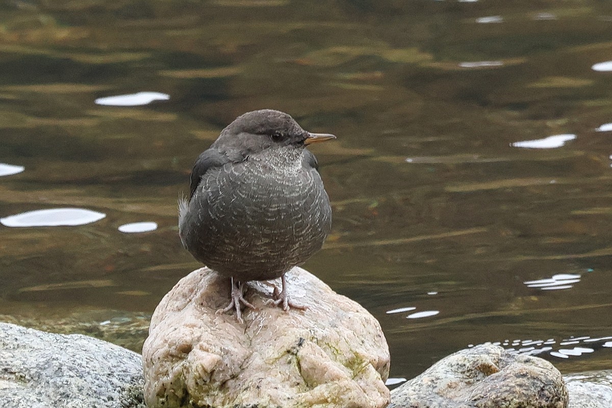 American Dipper - Paul Prappas