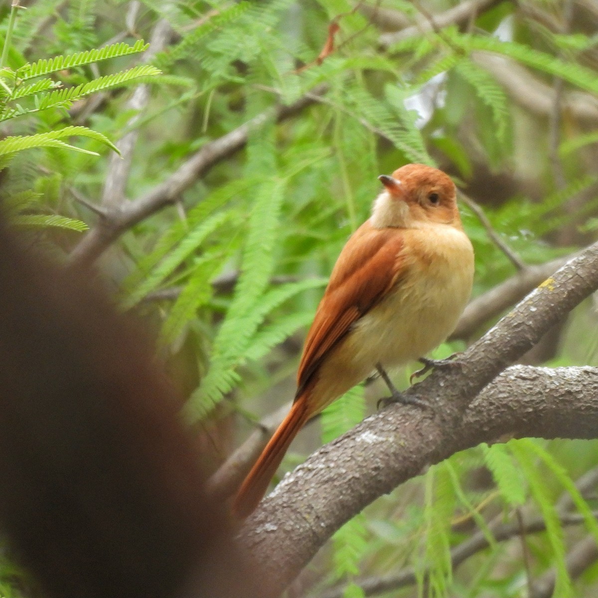 Rufous Casiornis - Pablo Bruni