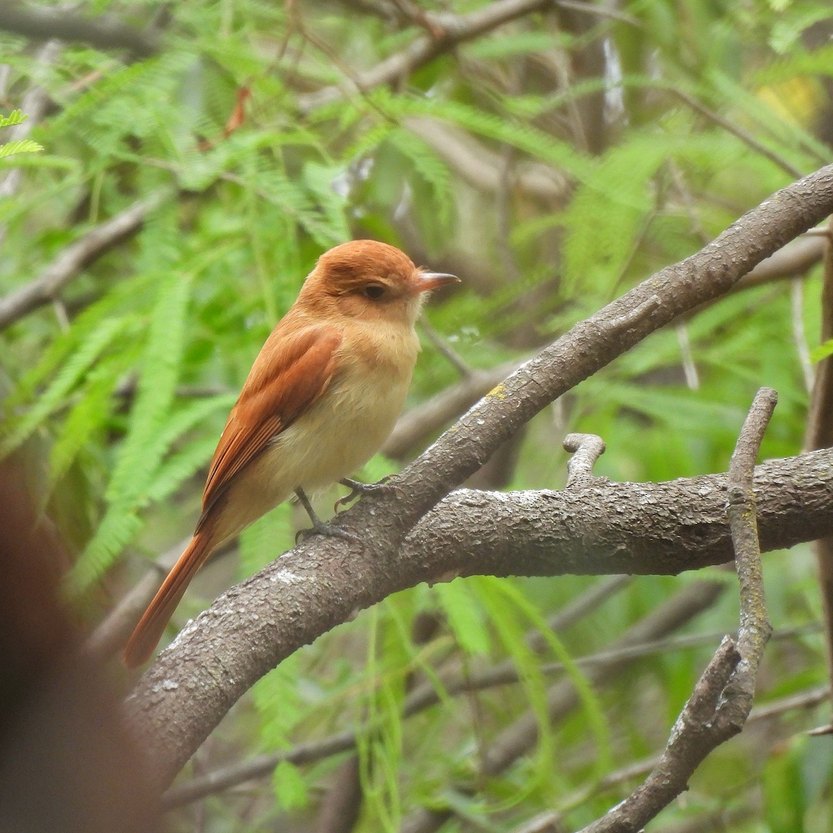 Rufous Casiornis - Pablo Bruni