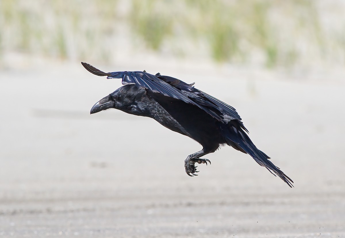 Common Raven - ML609608241