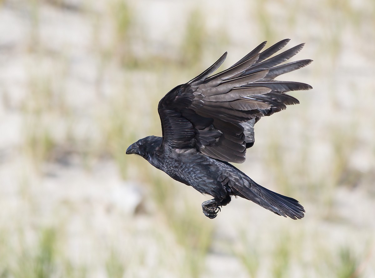 Common Raven - ML609608245