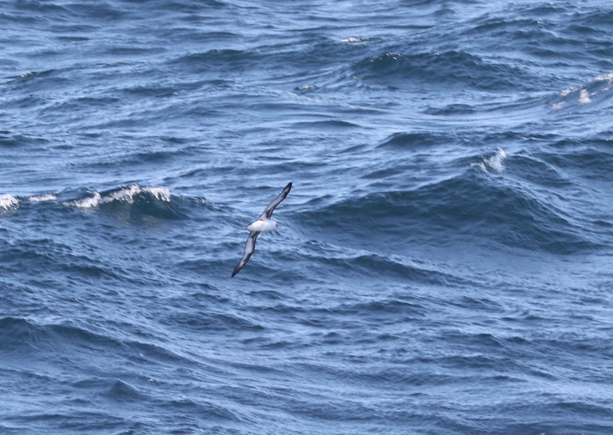 Albatros de Laysan - ML609608296