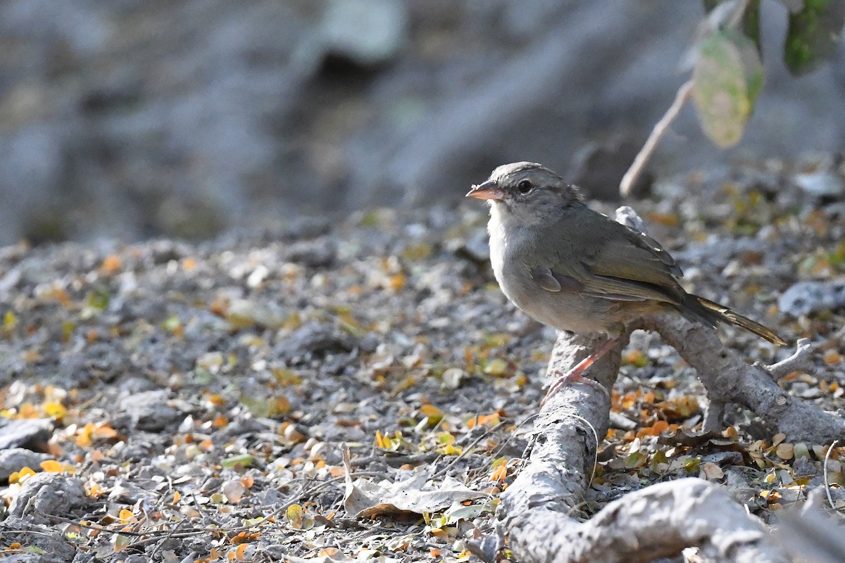 Olive Sparrow - ML609608323