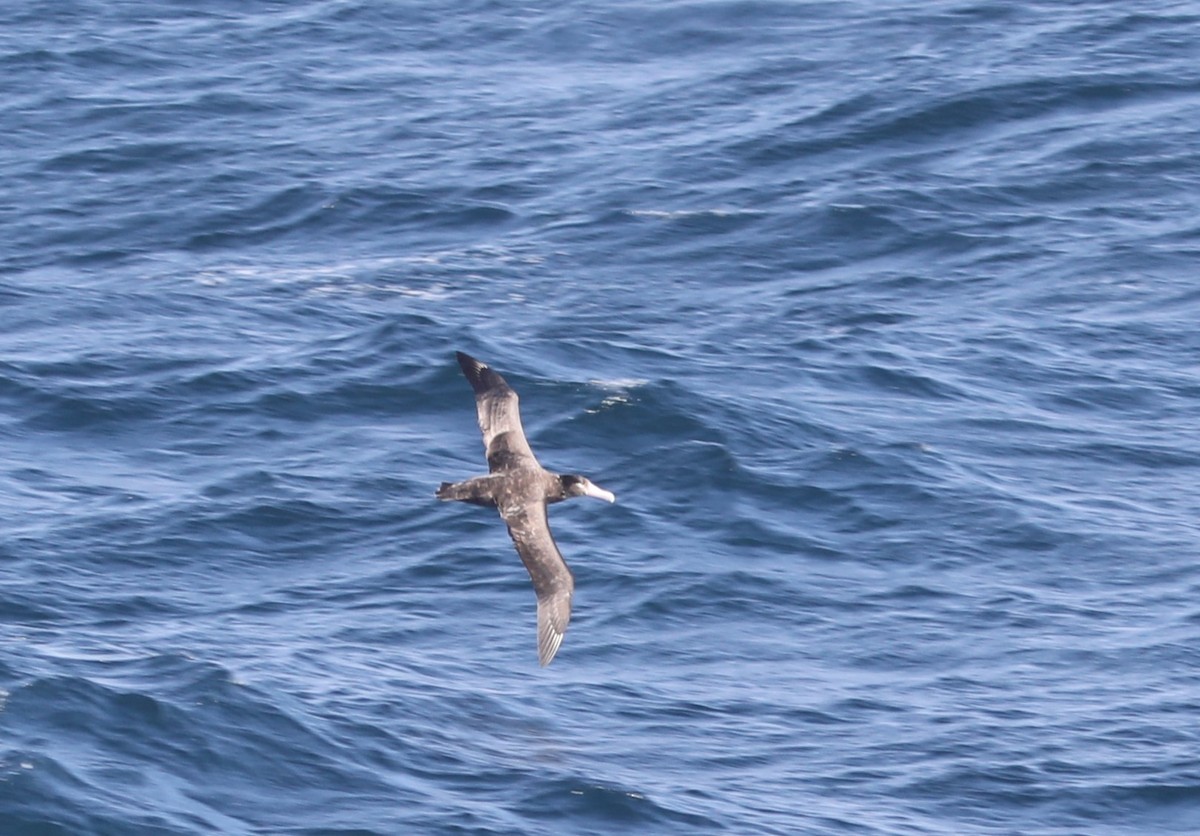 albatros bělohřbetý - ML609608352