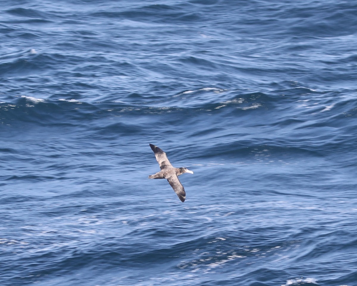 Short-tailed Albatross - ML609608353