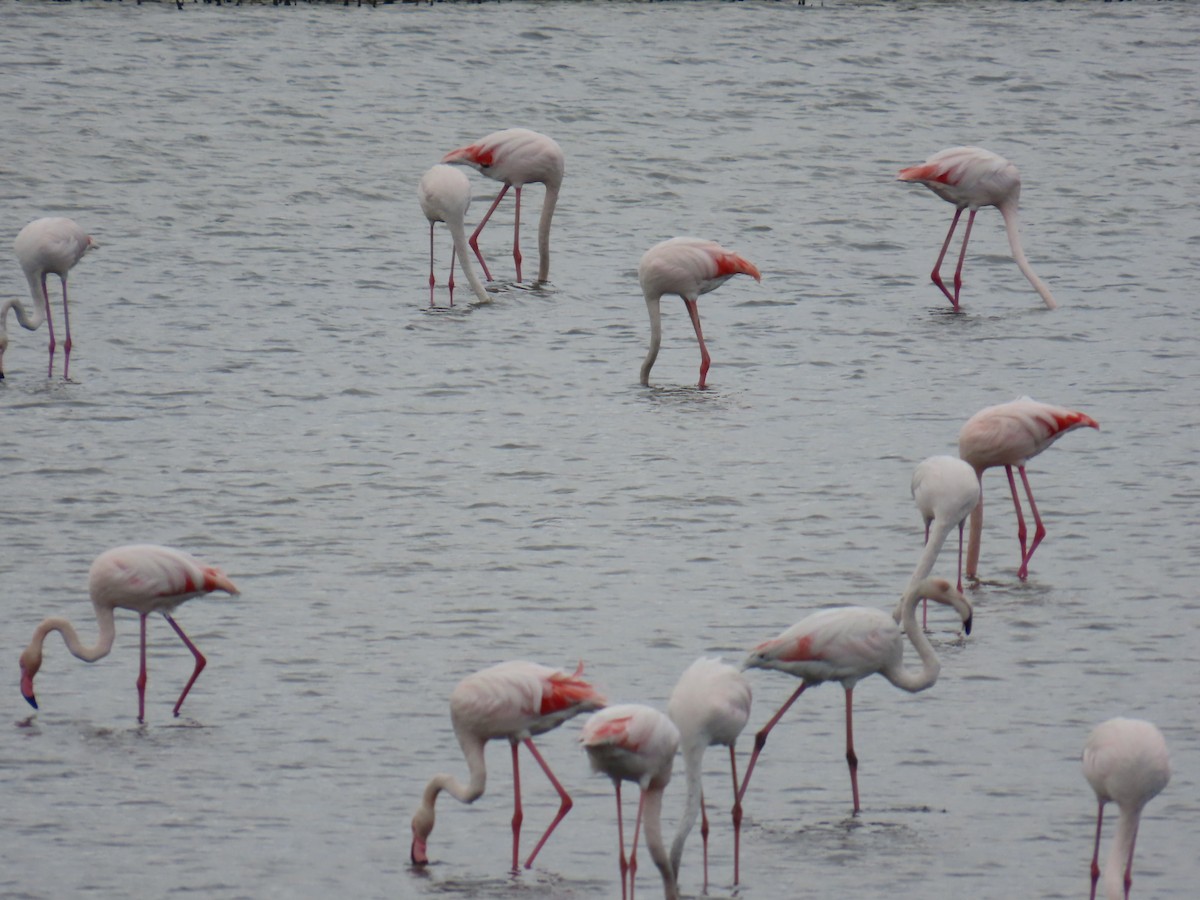 Greater Flamingo - Lyubomir Profirov