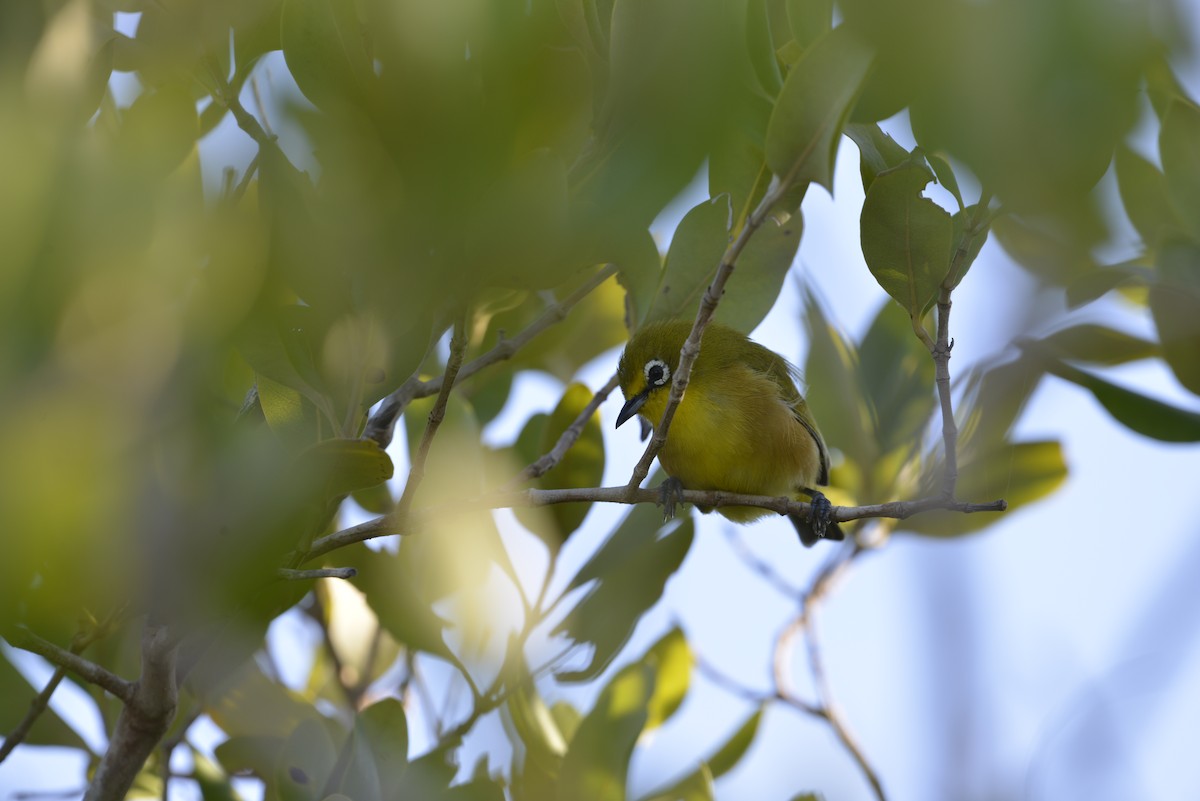 Mayotte White-eye - Malo Braquier