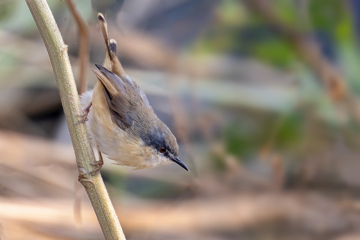 Ashy Prinia - Parthasarathi Chakrabarti