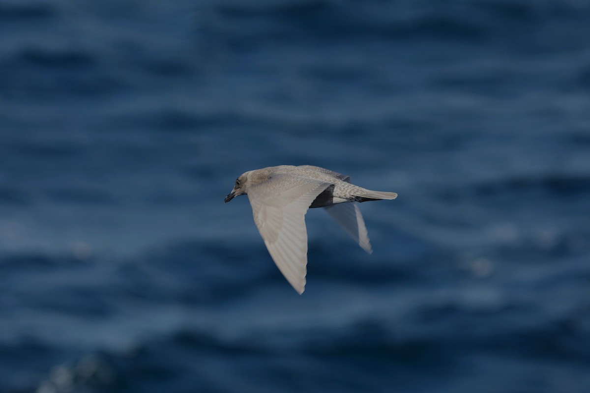 Glaucous-winged Gull - Rohan van Twest