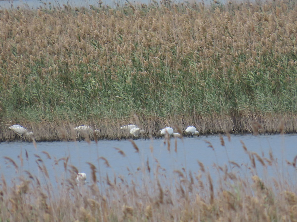 Eurasian Spoonbill - ML609608539