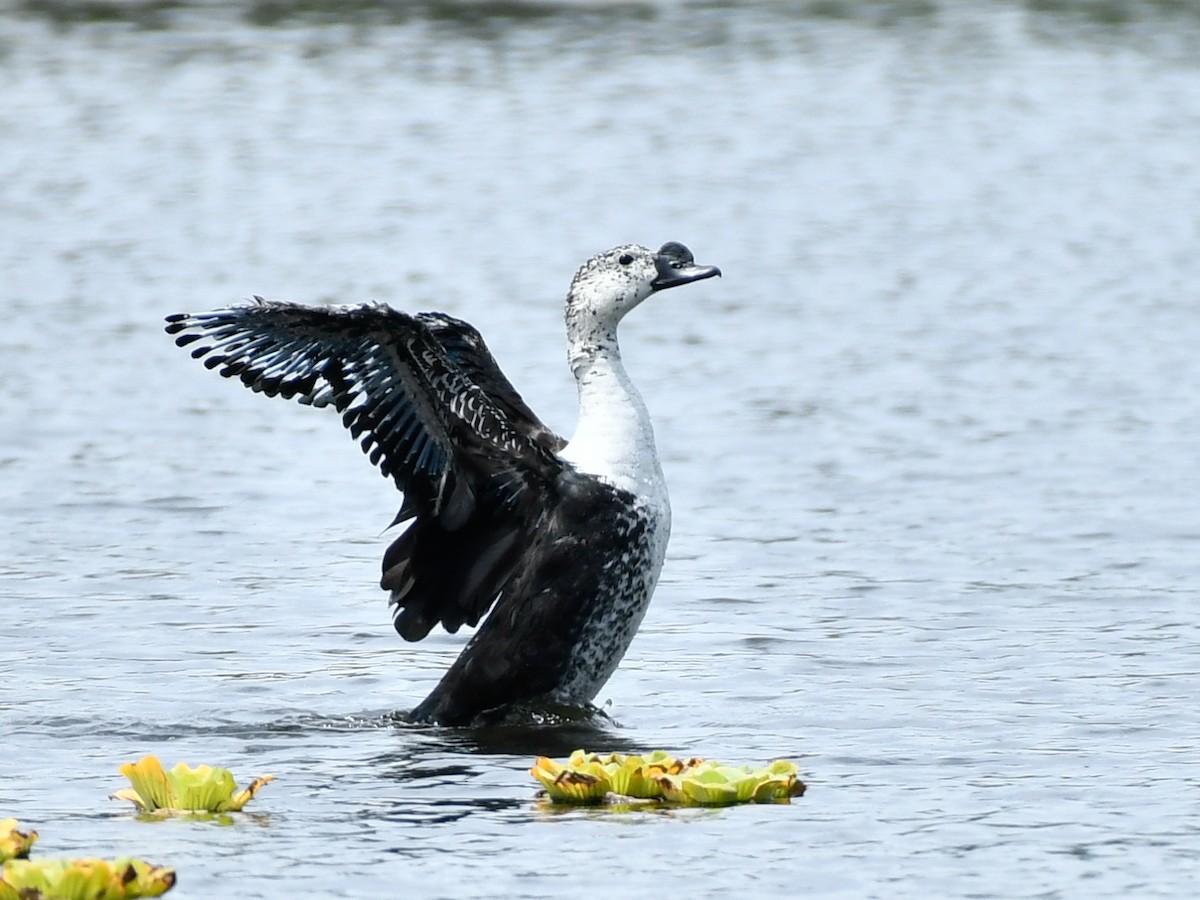 Comb Duck - Santiago Dueñas Trejo