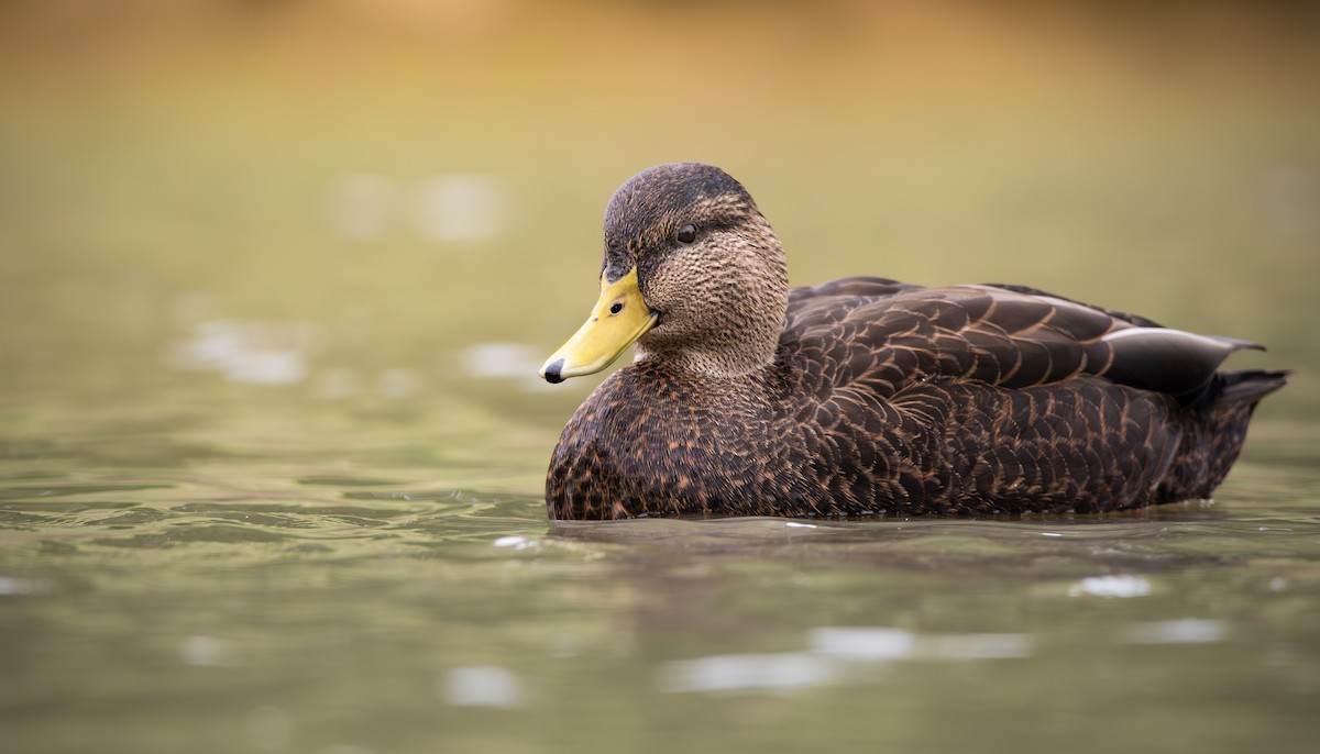 Canard noir - ML609608606