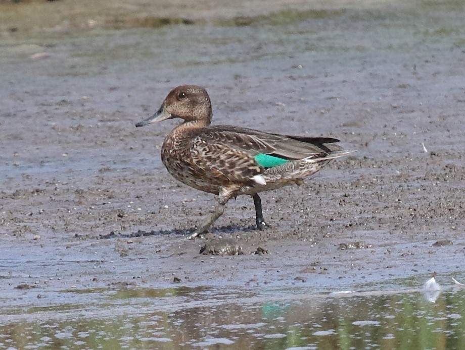 Green-winged Teal - ML609608611
