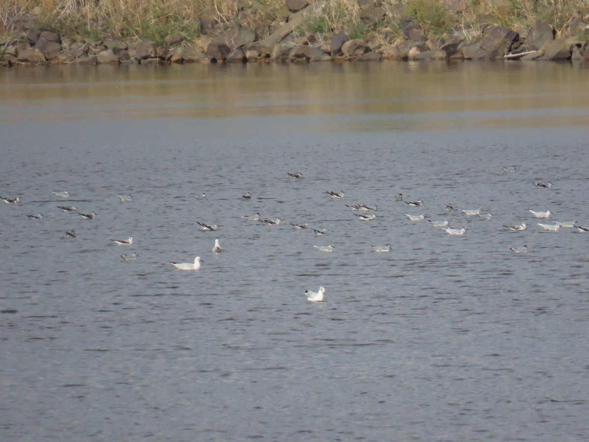 Little Gull - ML609608614