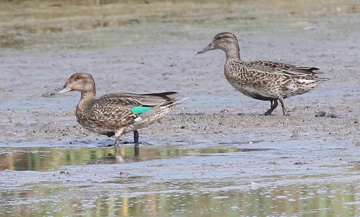 Green-winged Teal - ML609608616