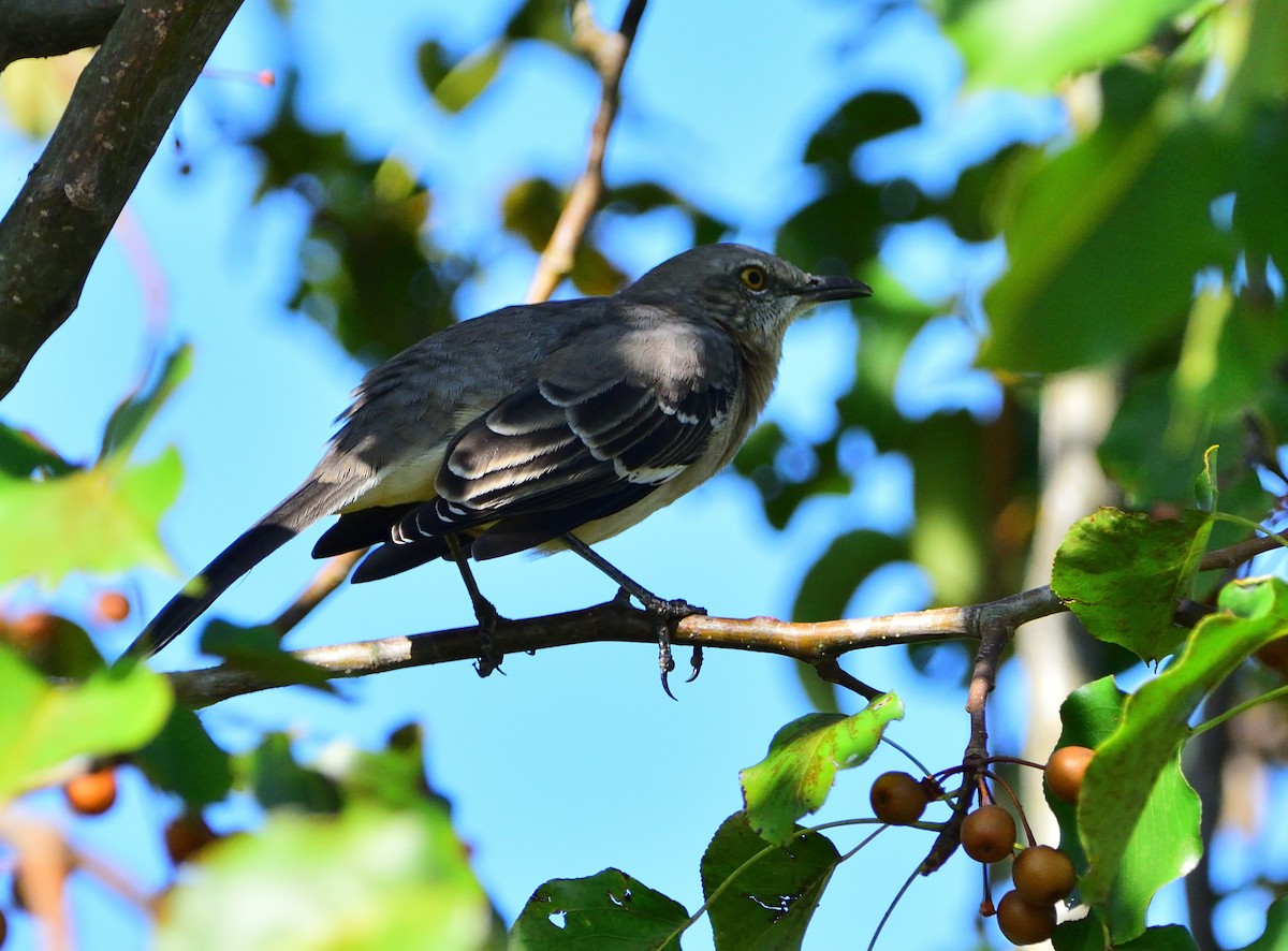 Northern Mockingbird - ML609608625