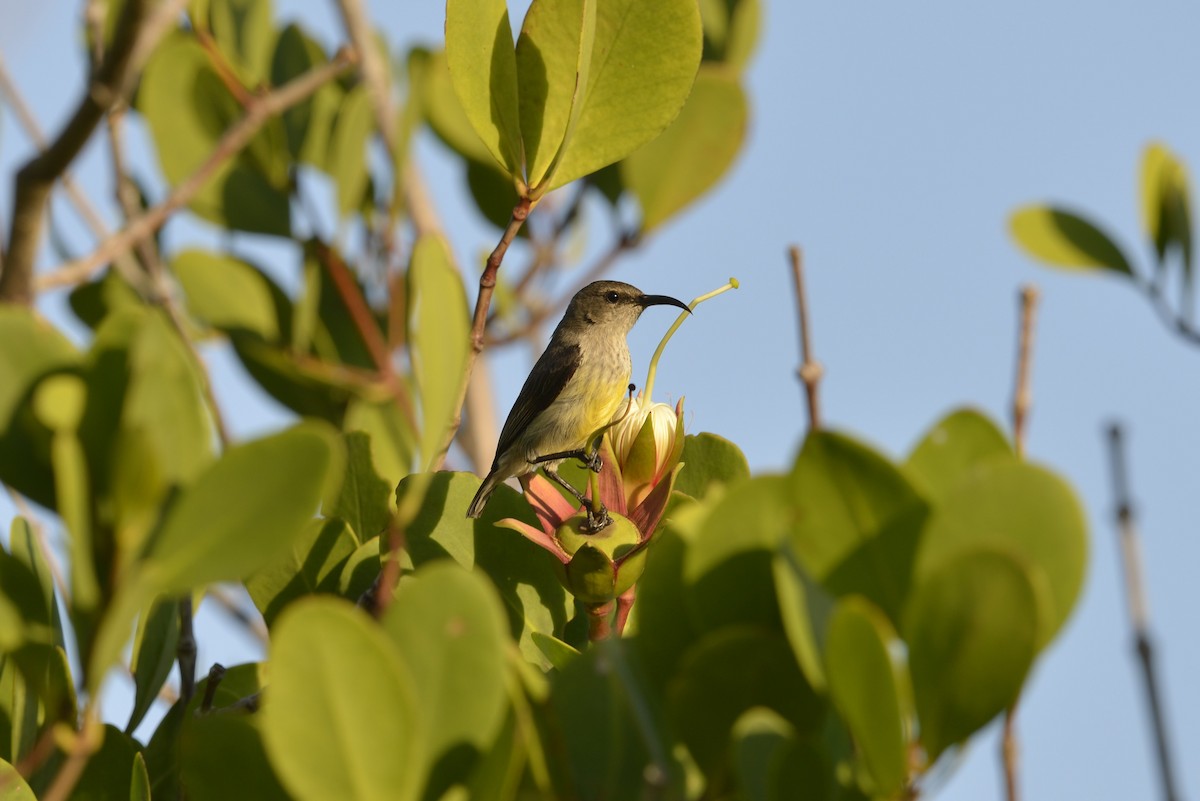 Mayotte Sunbird - ML609608807