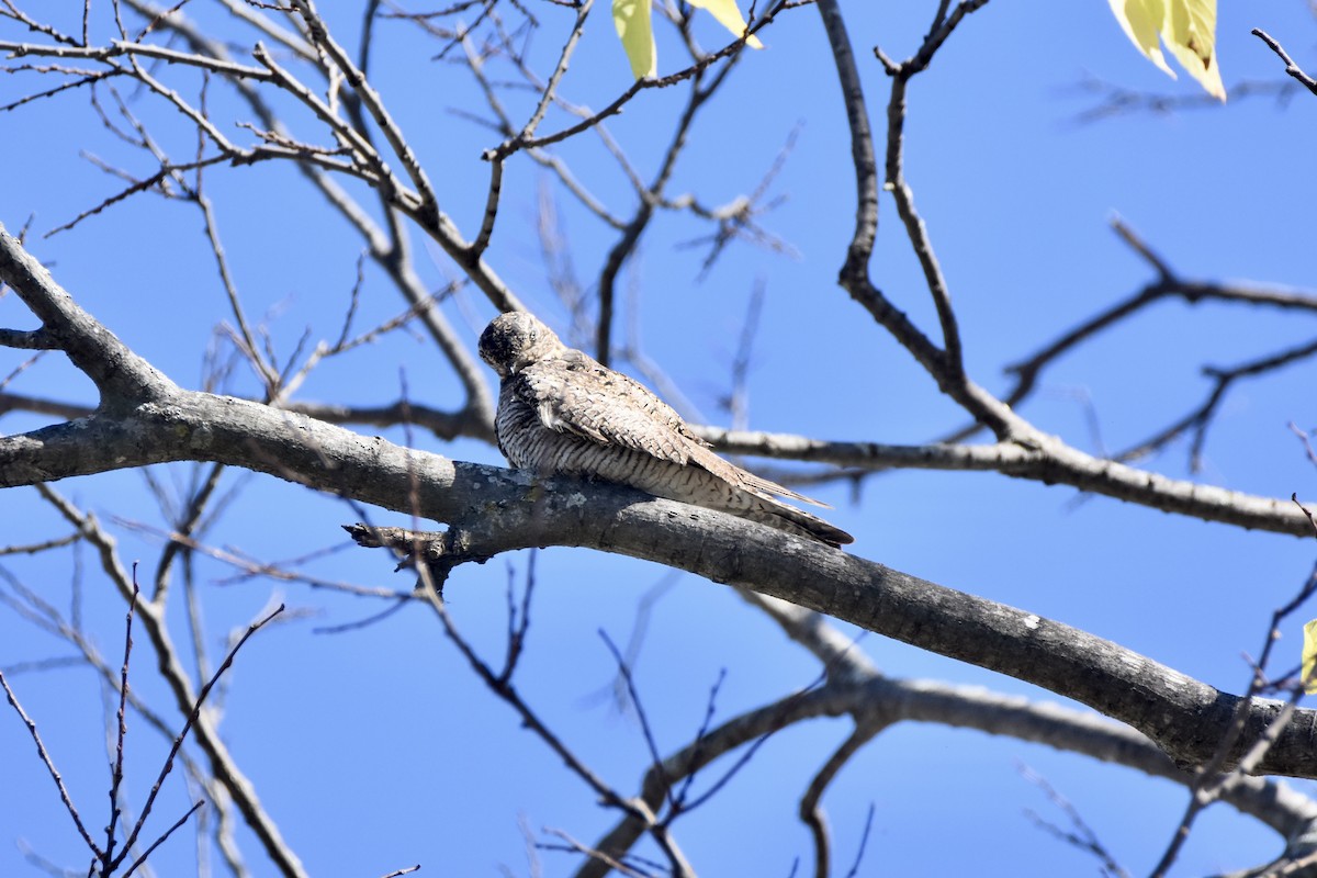 Common Nighthawk - ML609608831