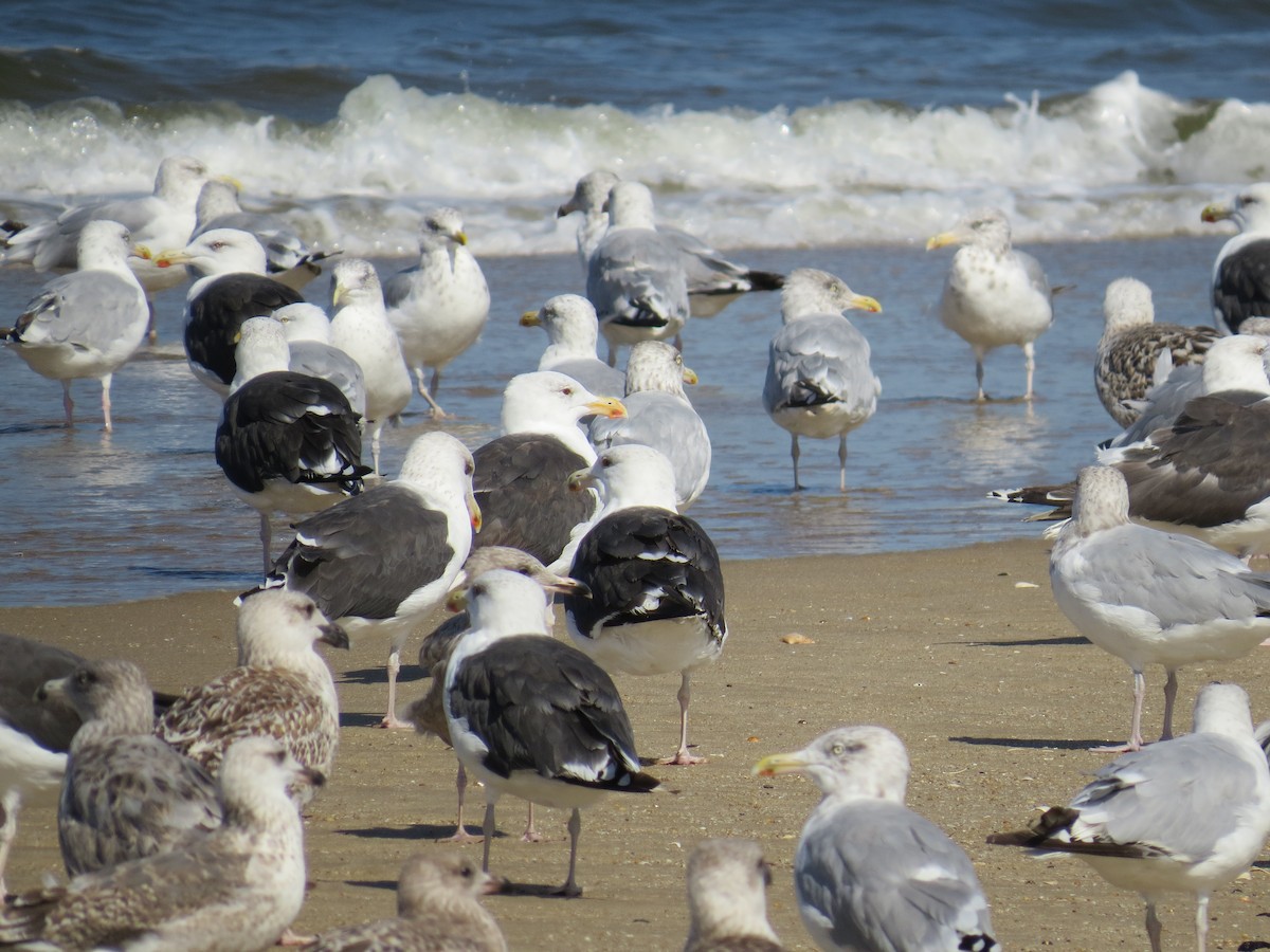 Great Black-backed Gull - ML609608841