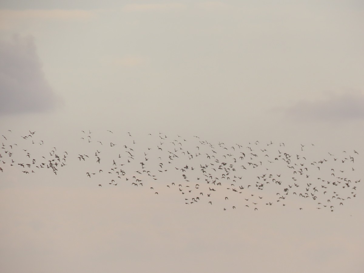 Pin-tailed Sandgrouse - ML609608876