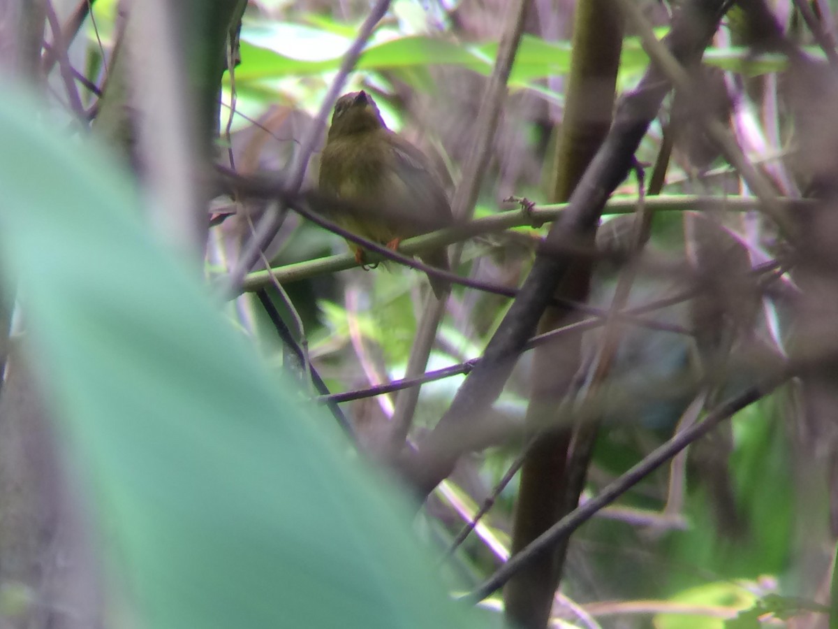 Orange-collared Manakin - ML609608891